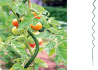 Drut do uprawy pomidorów o średnicy 5 mm Spirala ocynkowana o wysokości 1,6 m