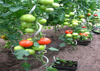 Drut do uprawy pomidorów o średnicy 5 mm Spirala ocynkowana o wysokości 1,6 m