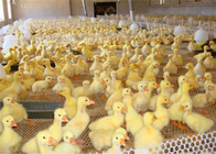 Odporność na ścieranie Plastikowa siatka drobiowa do karmienia kaczek kurcząt i ochrony zwierząt